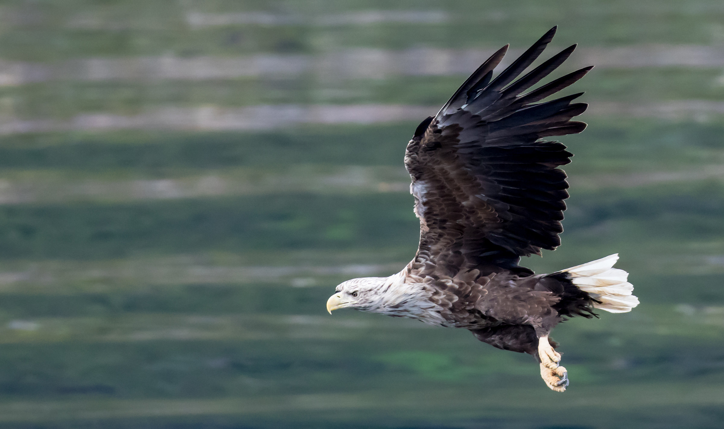 White-tailed sea eagle