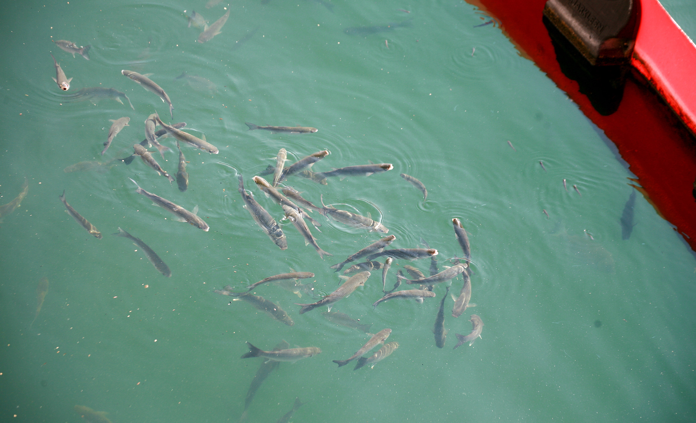 Avete visto mio figlio Nemo?