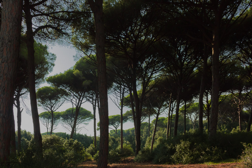 Un bosco di pini