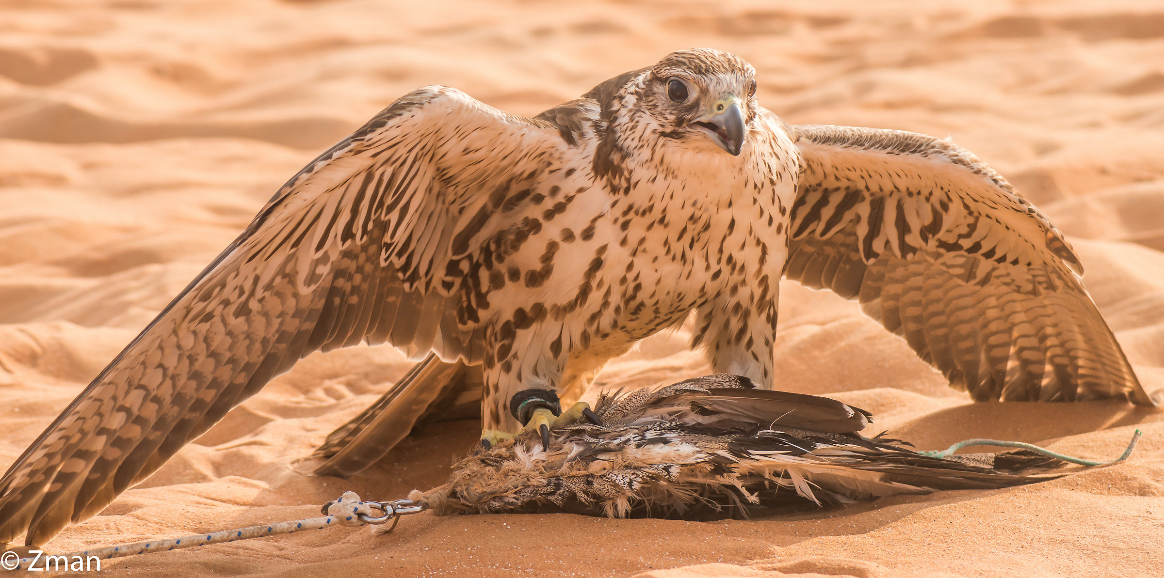 Shaheen with the Dummy Catch