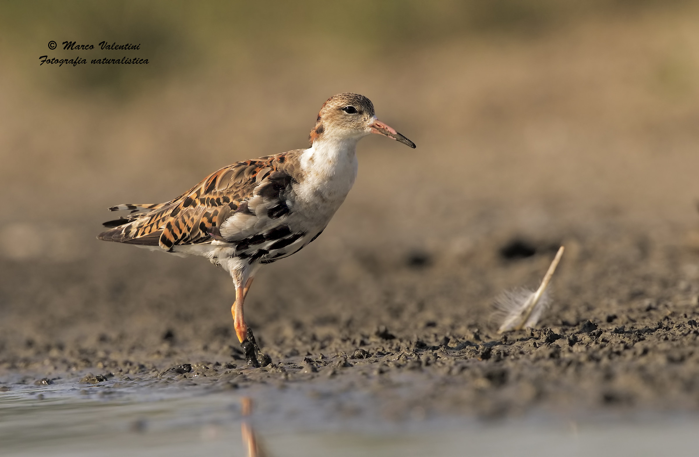 What remains of the wedding