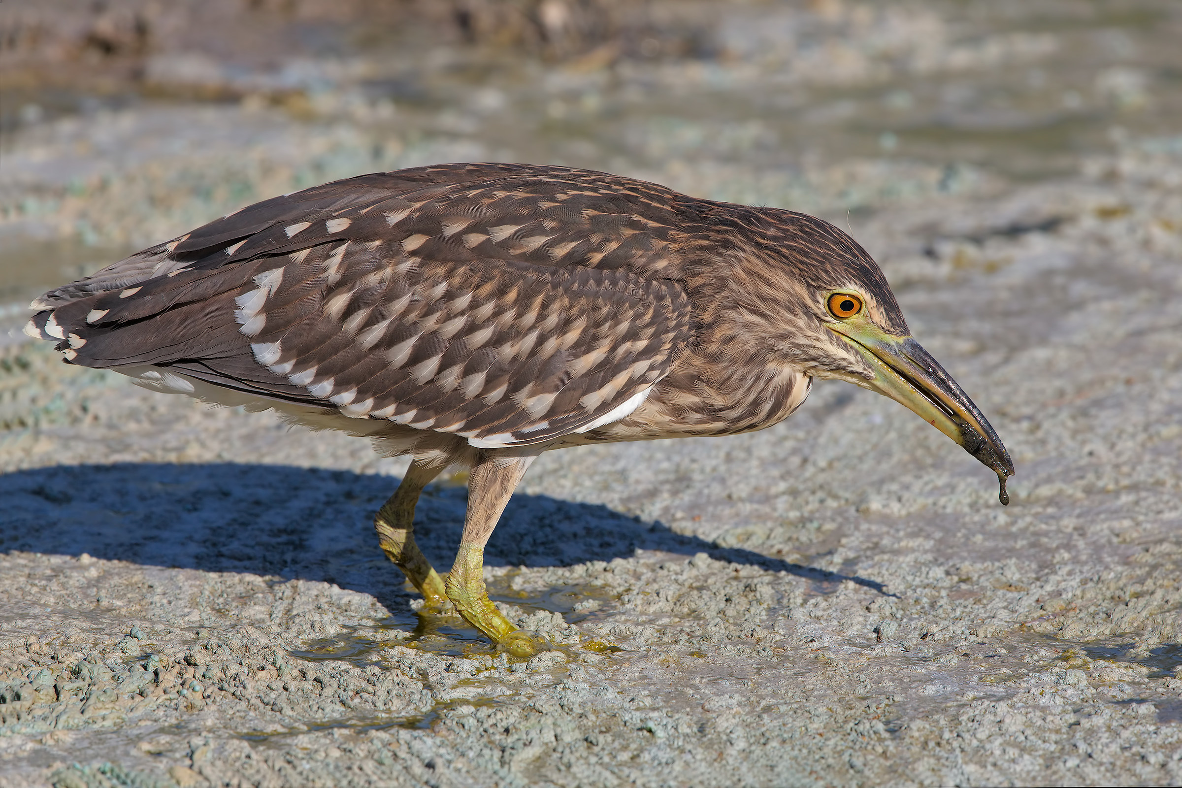 Nitticora juv ( 3000px dedicata a Mario Mulinai )