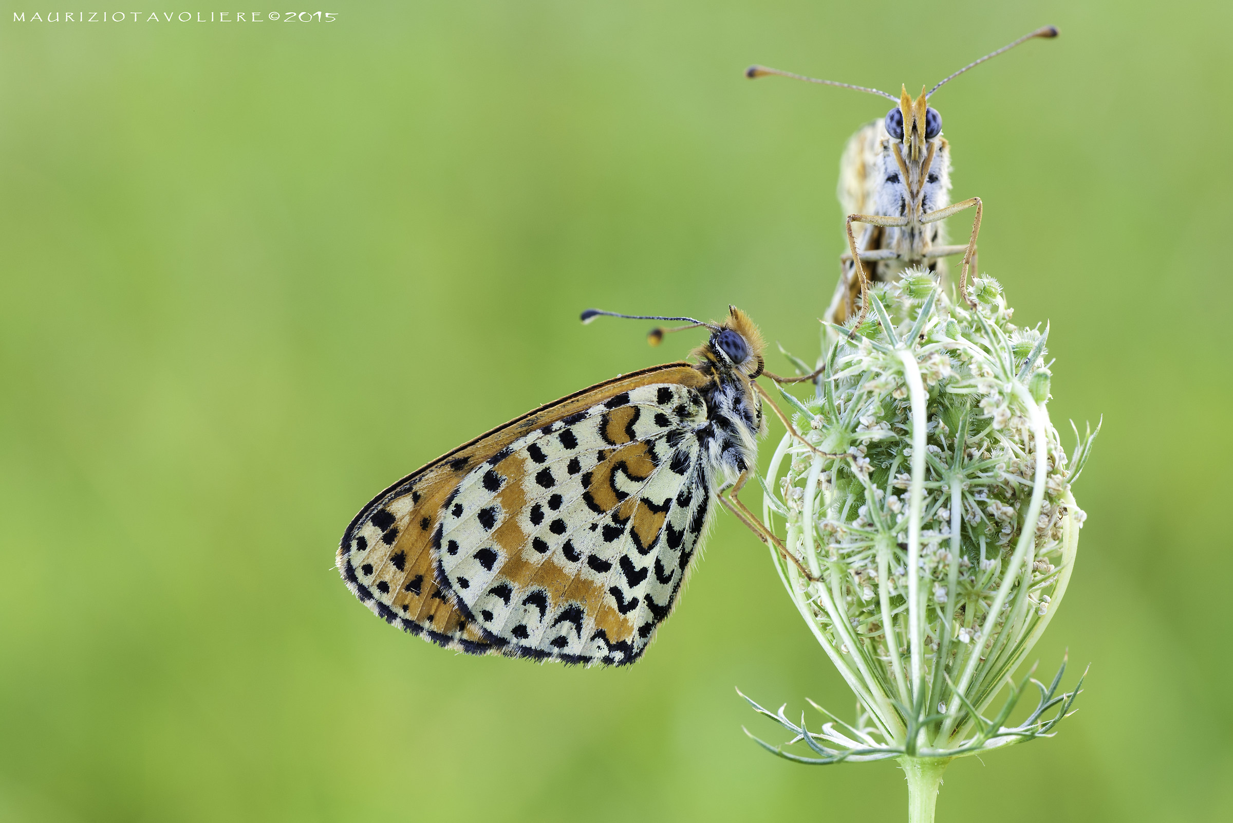 Melitaea didyma (Esper, 1779).