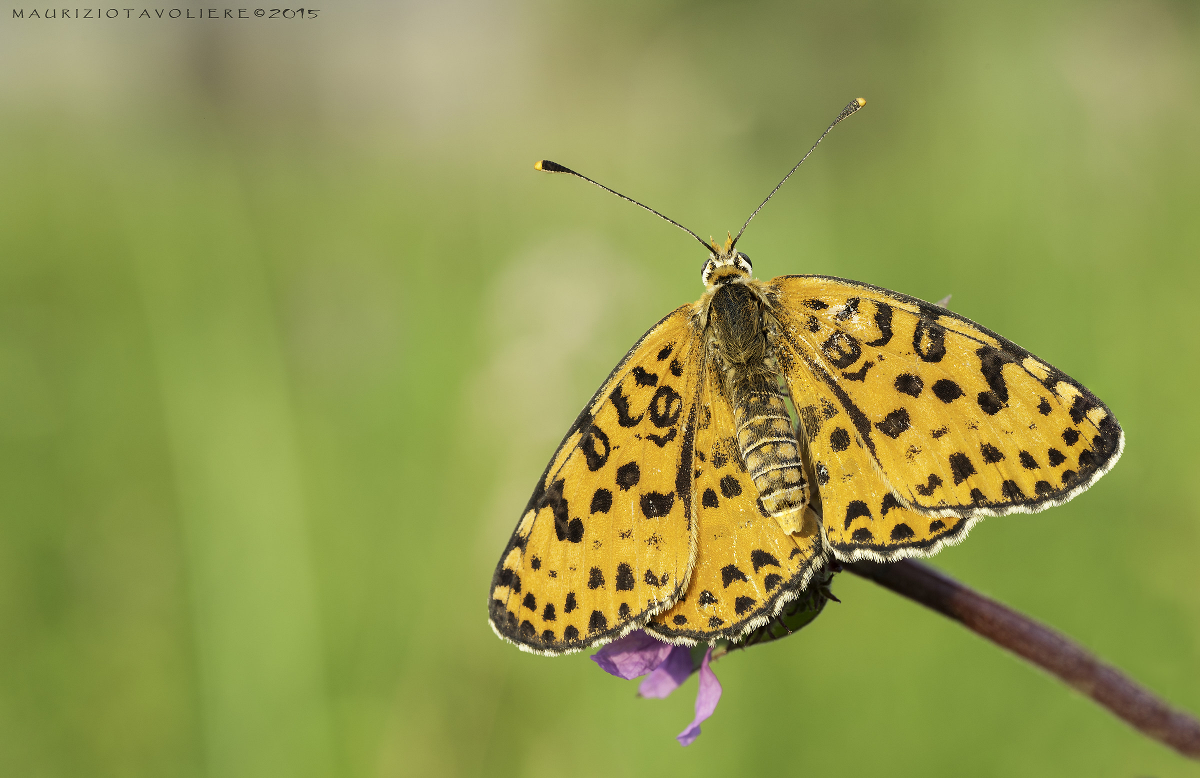 Melitaea didyma (Esper, 1779).