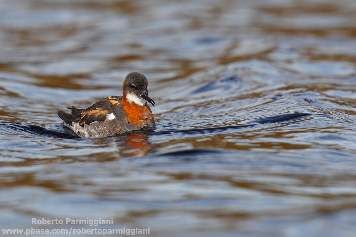 Falaropo beccosottile