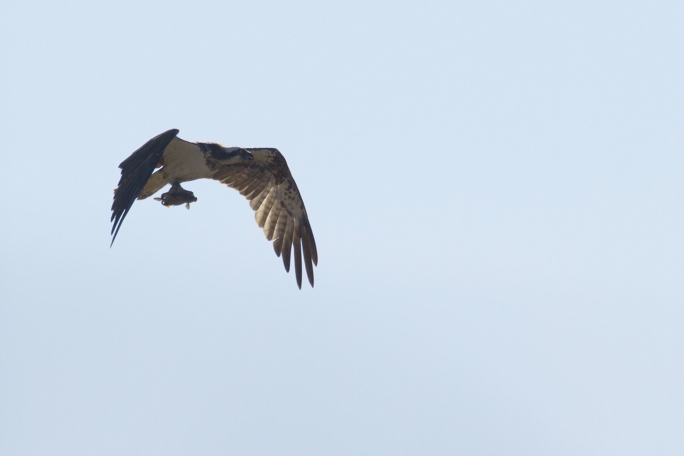 il pescatore e la carpa in controluce