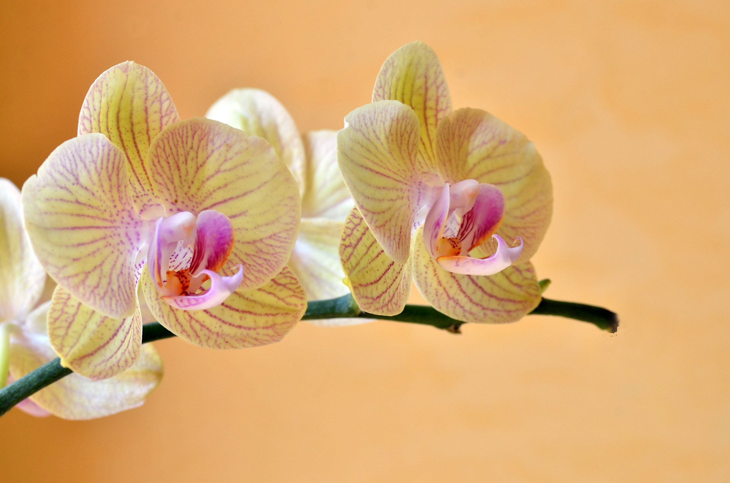 orchidee bis