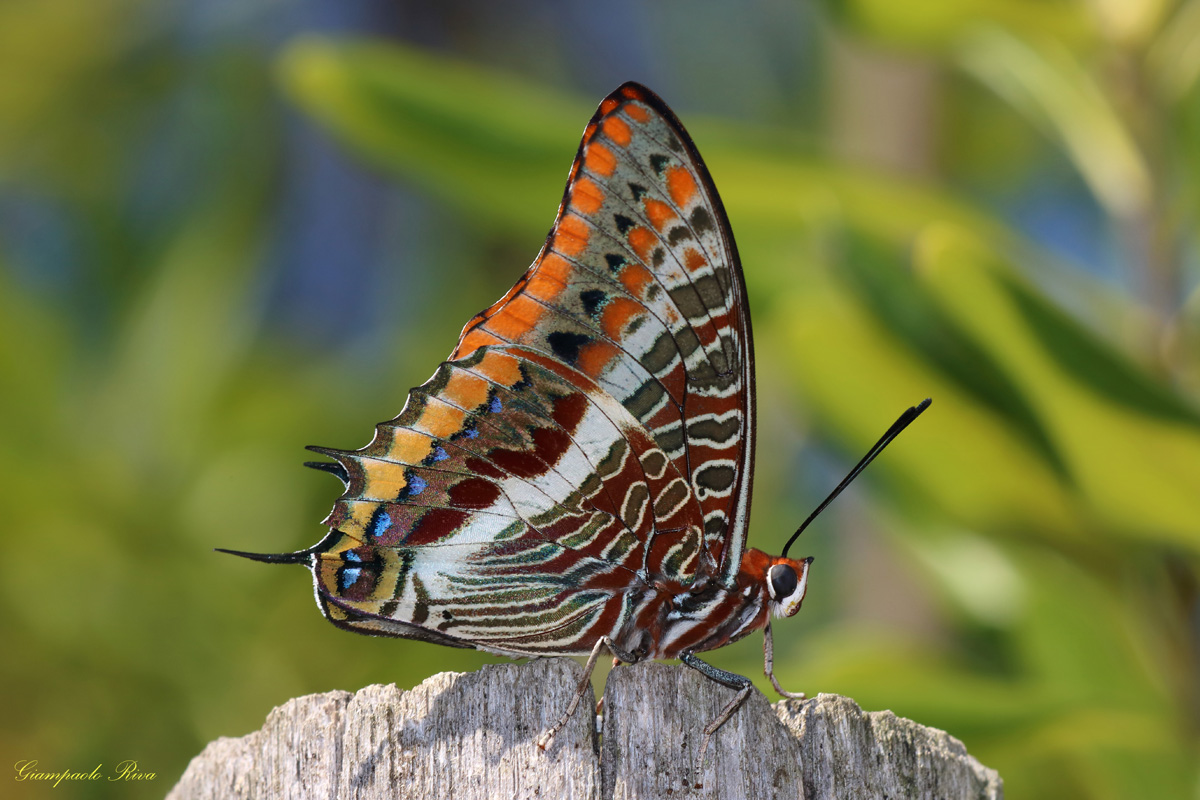Charaxes Jasius 1