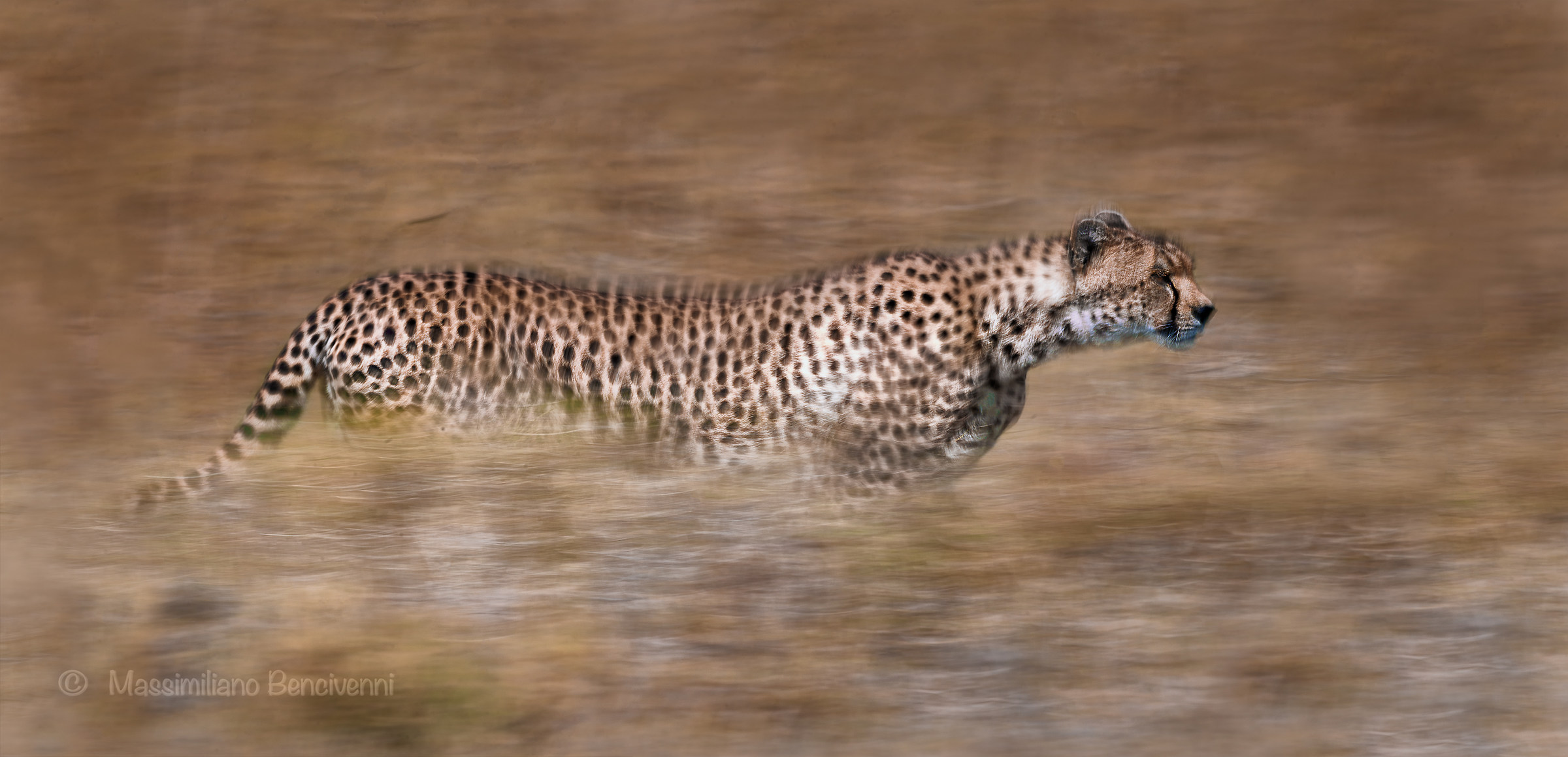 Free spirit in the bush