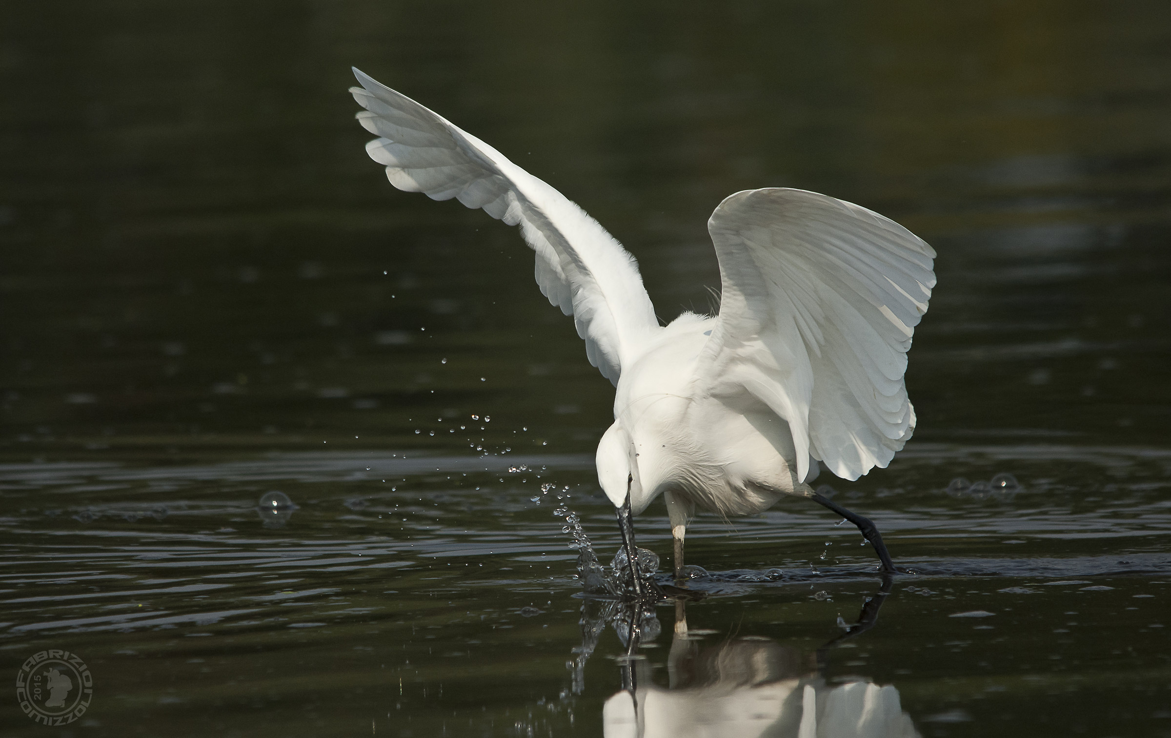 Little Egret - Little Egret
