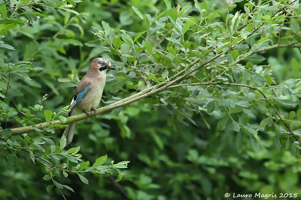 Ghiandaia ambientata