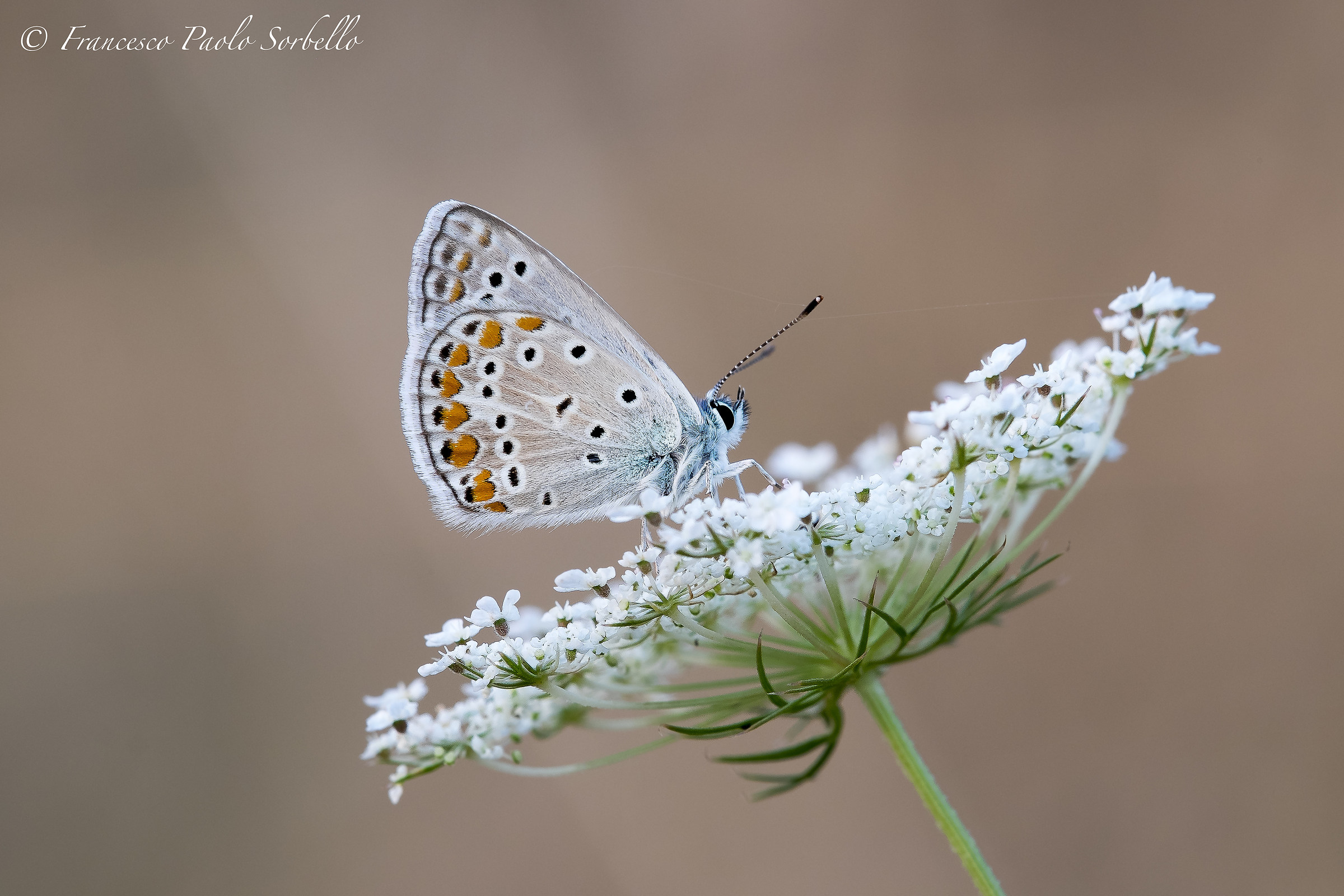 Plebejus argus
