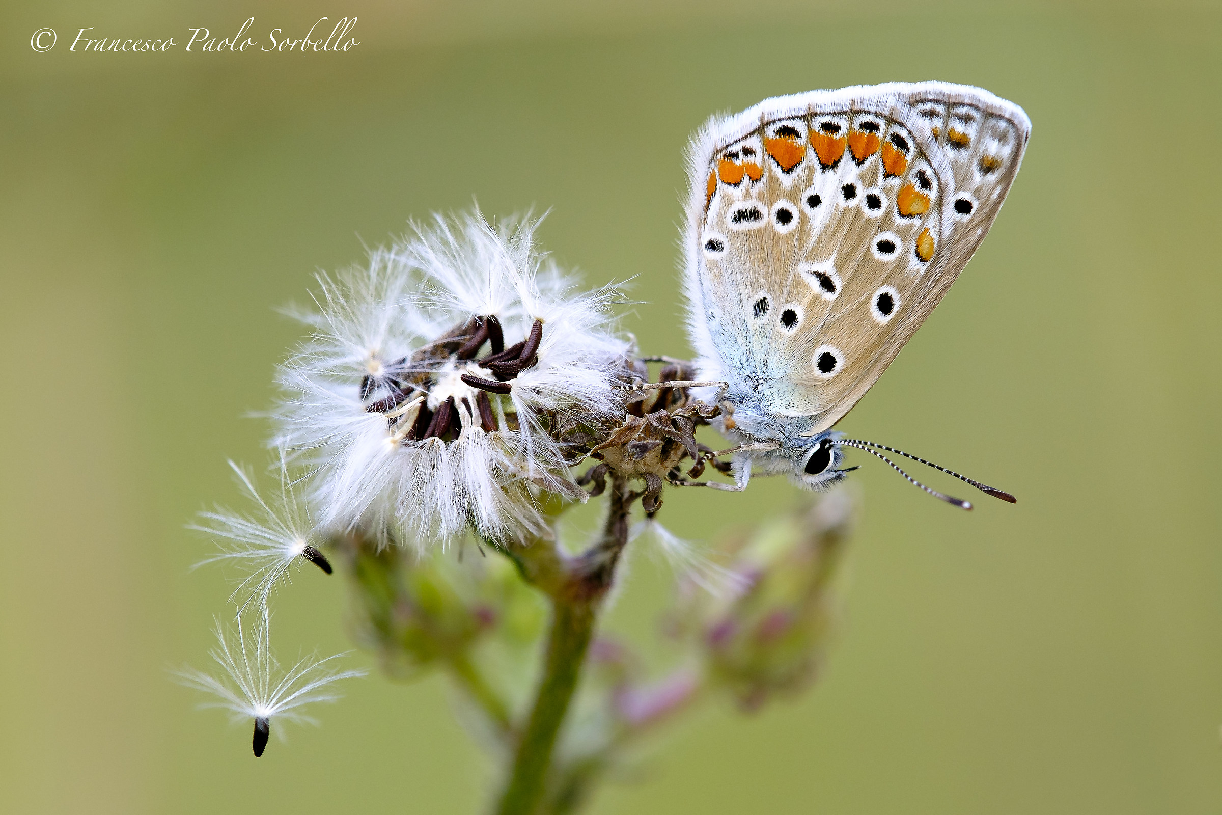 Plebejus argus