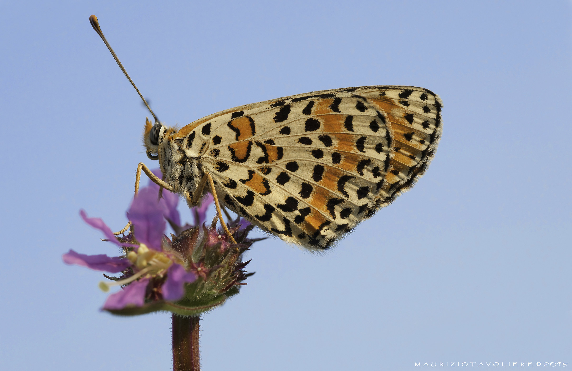 In the sky .. Melitaea didyma (Esper, 1779).