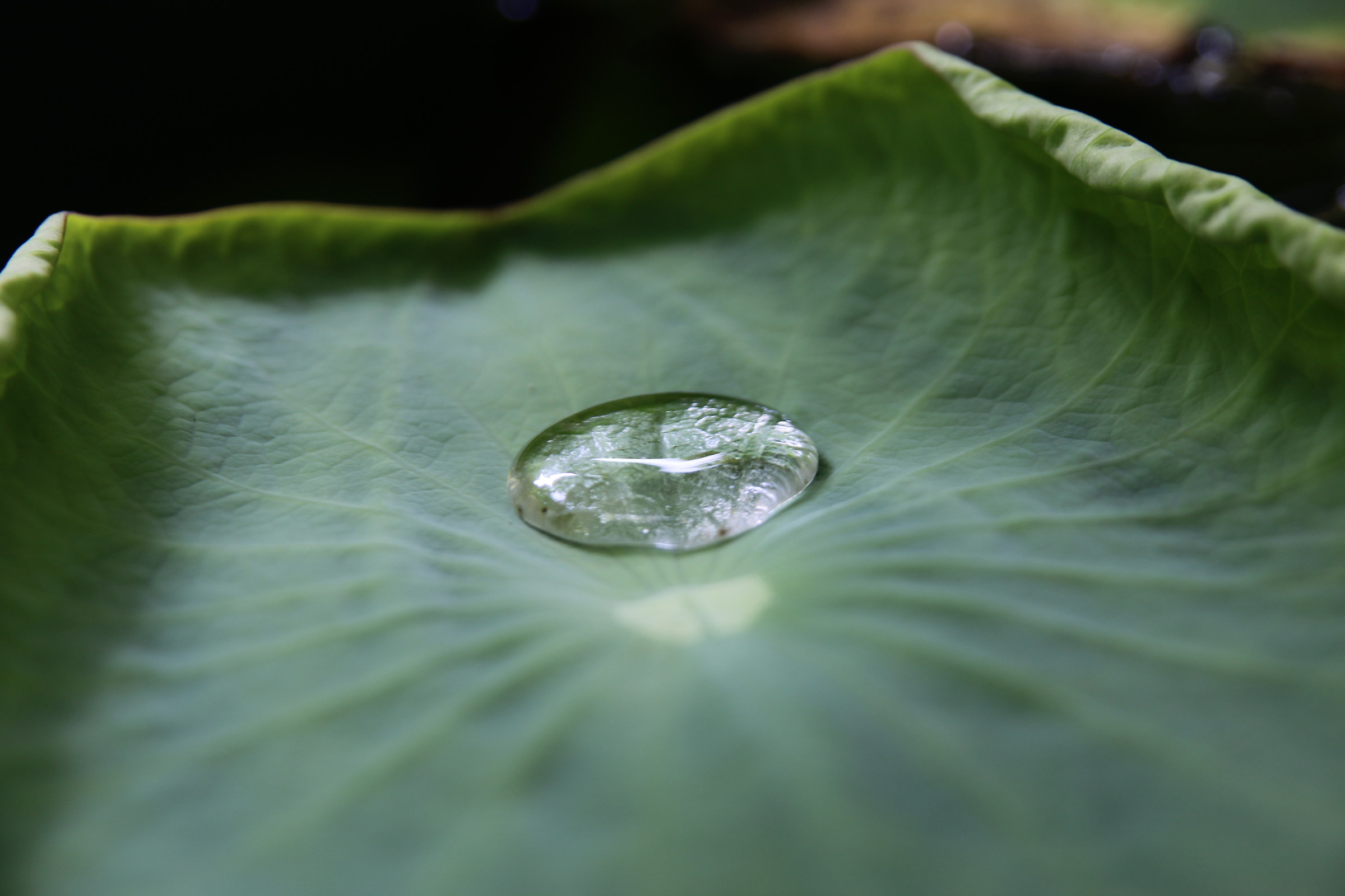 In a drop of water are all the secrets of