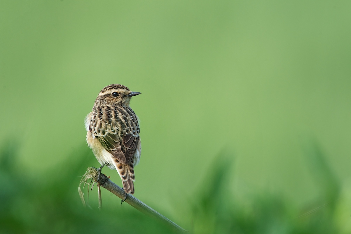 Whinchat