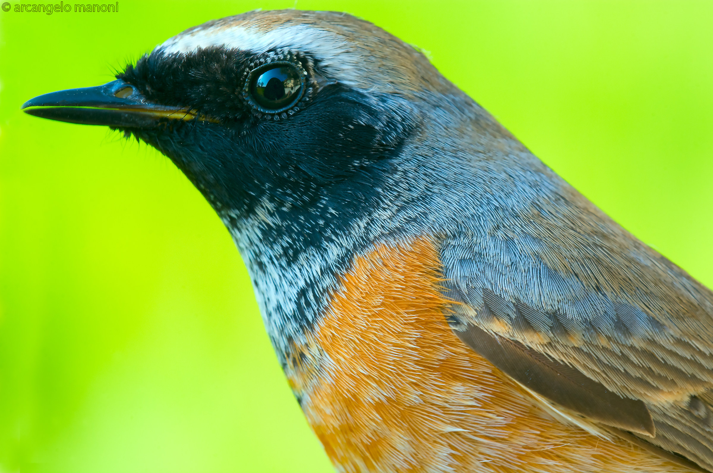 Closeup to male redstart