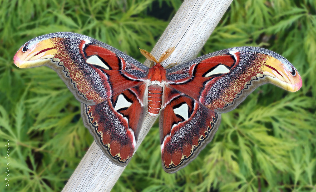 Attacus atlas male