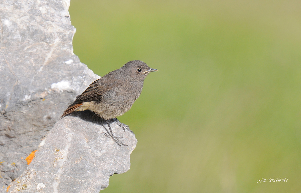 Giovane codirosso alpino...