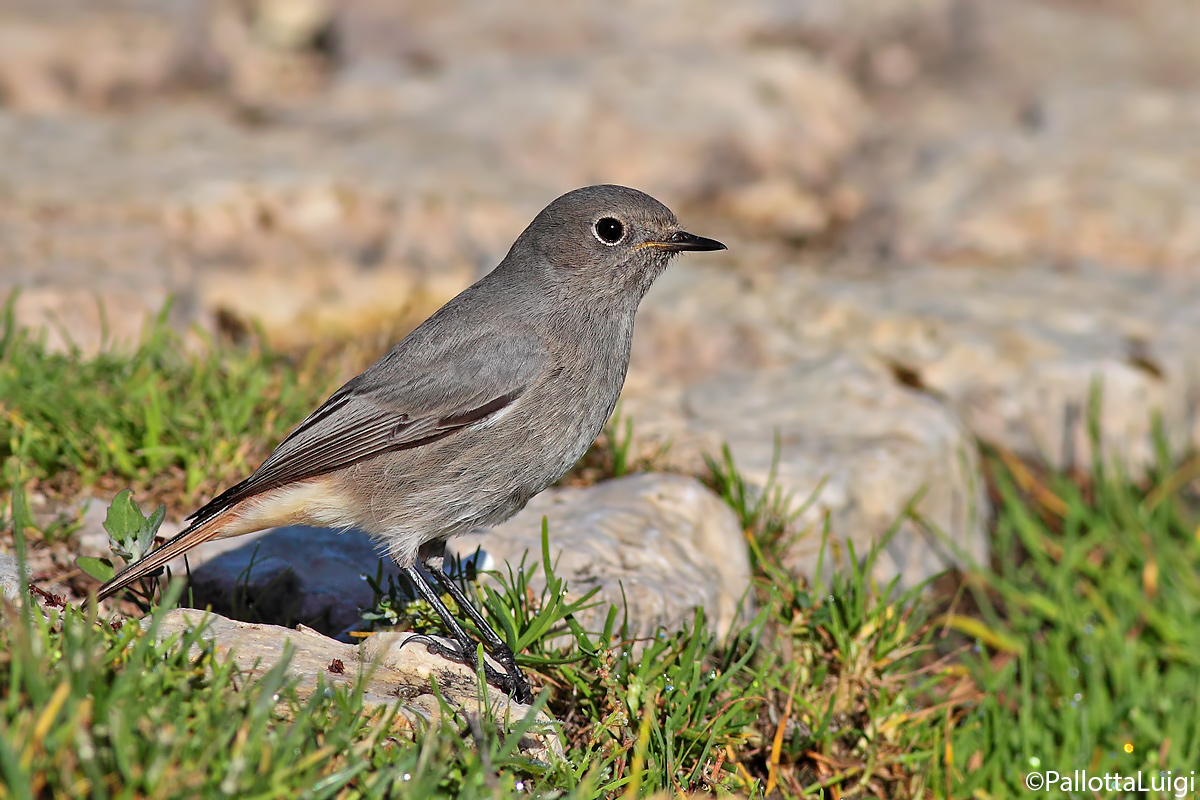 Redstart spazzcamino