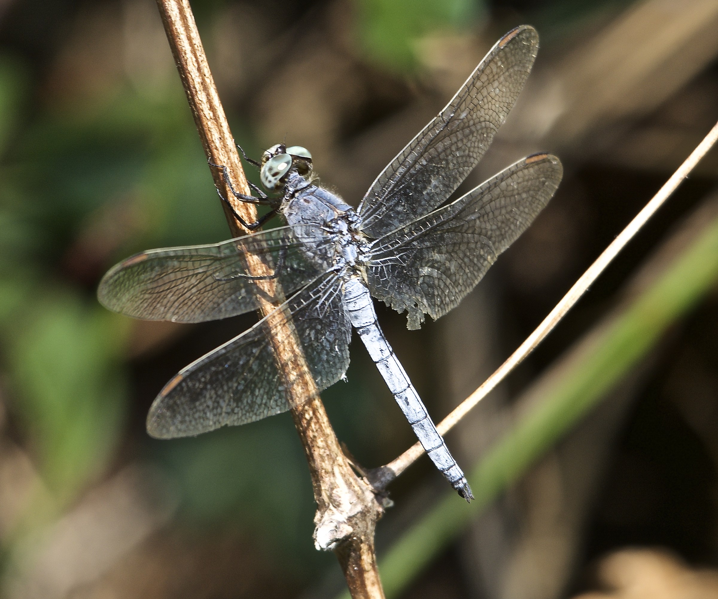 Libellula delle 5 terre