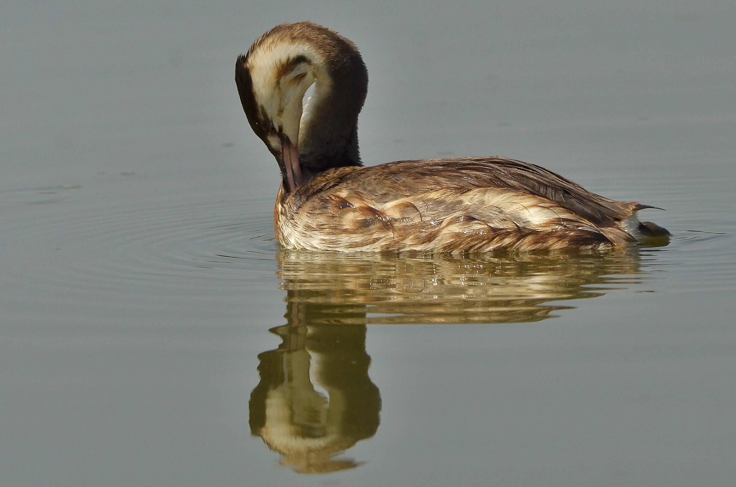 The elegance of the great crested grebe