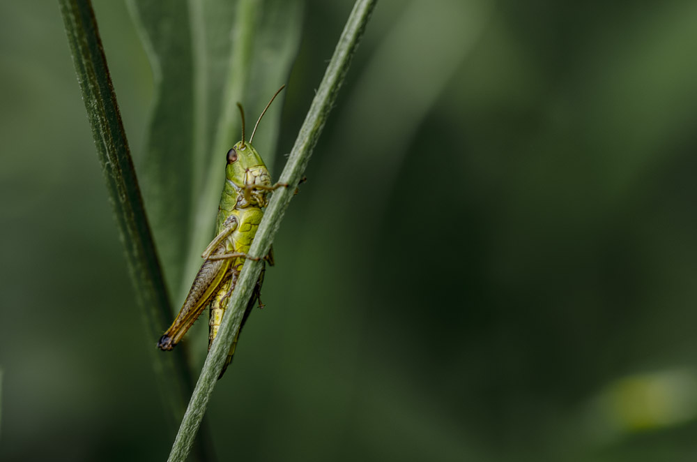 grasshopper in the cone