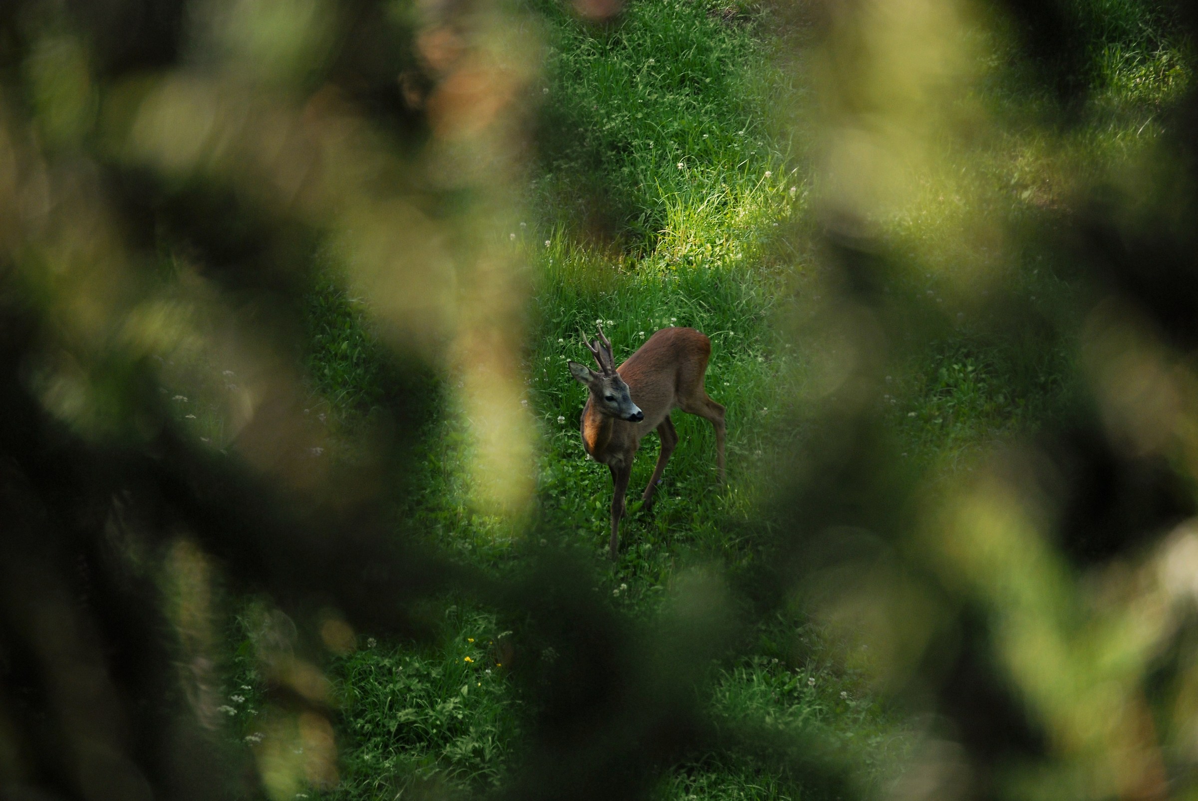 capriolo- foto  da una postazione su di un abete