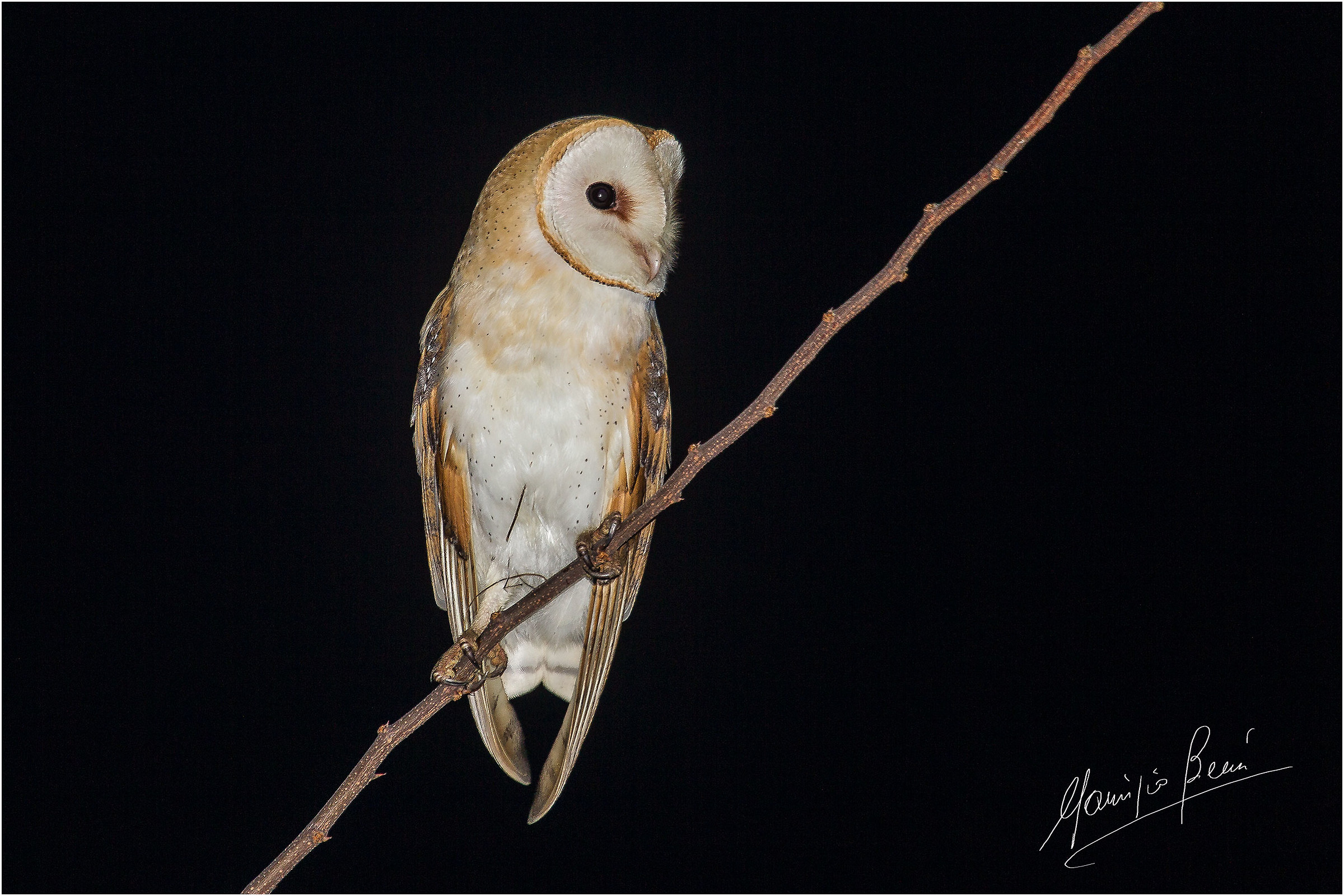 Barba-stecco ... Barbagianni Tyto alba