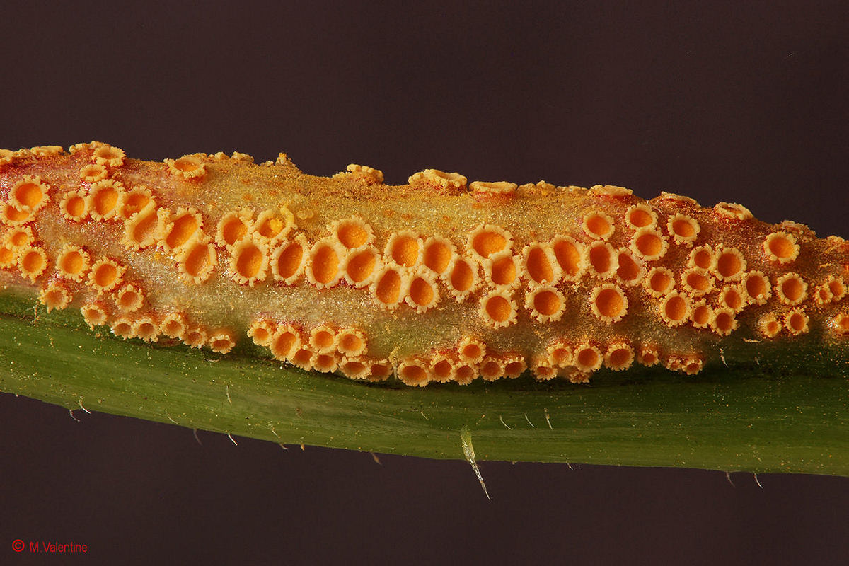 Puccinia urticata - Nettle Clustercup Rust