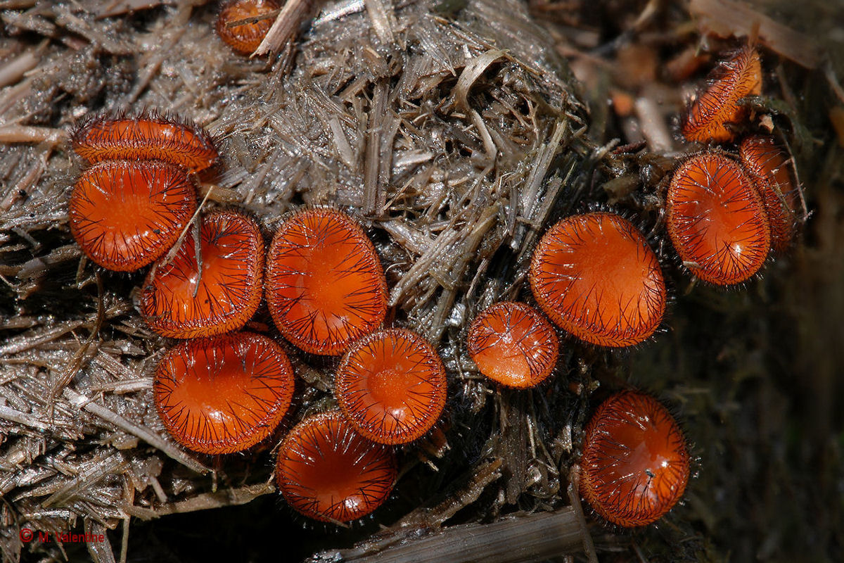 Scutellinia scutallata - Comune Ciglia Fungo
