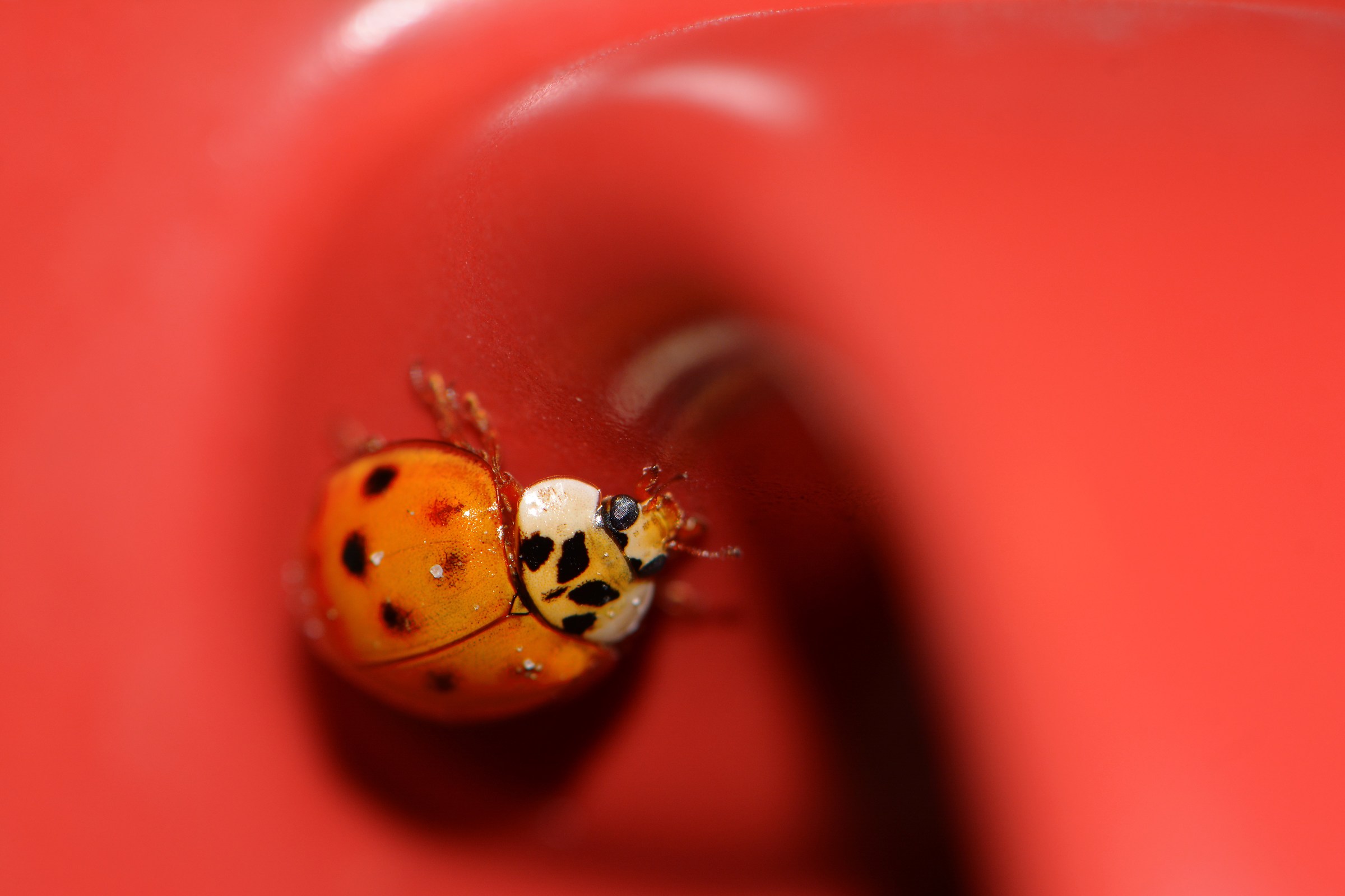 Coccinella