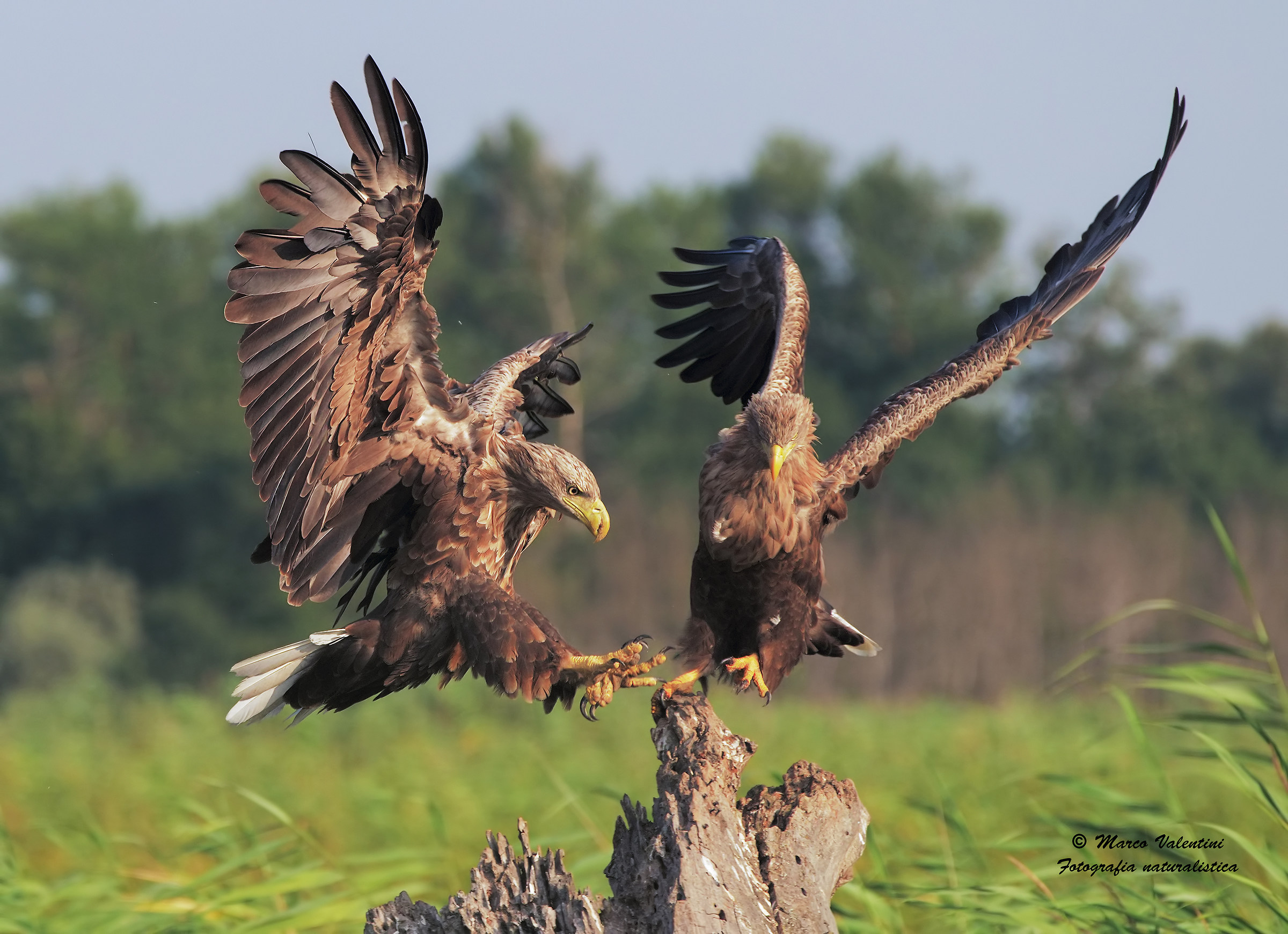 Aquile al fotofinish