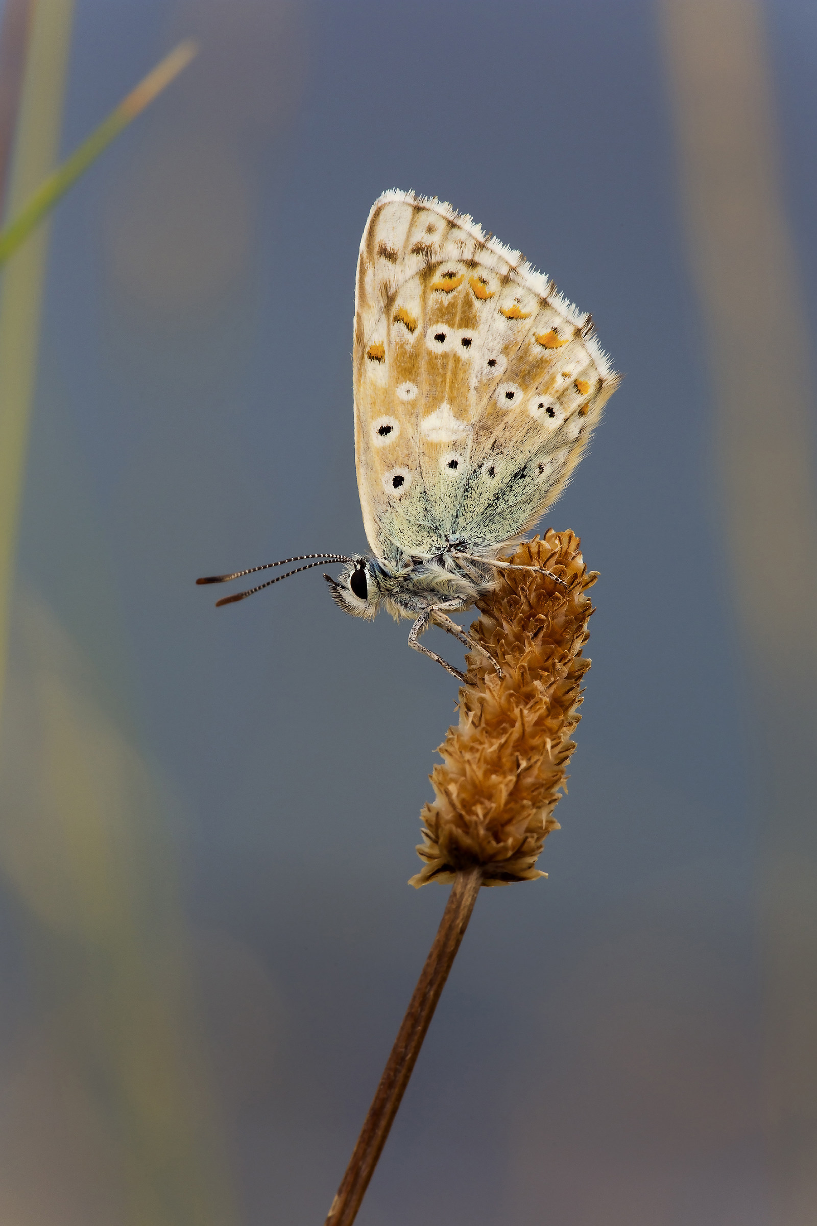 Polyommatus icarus
