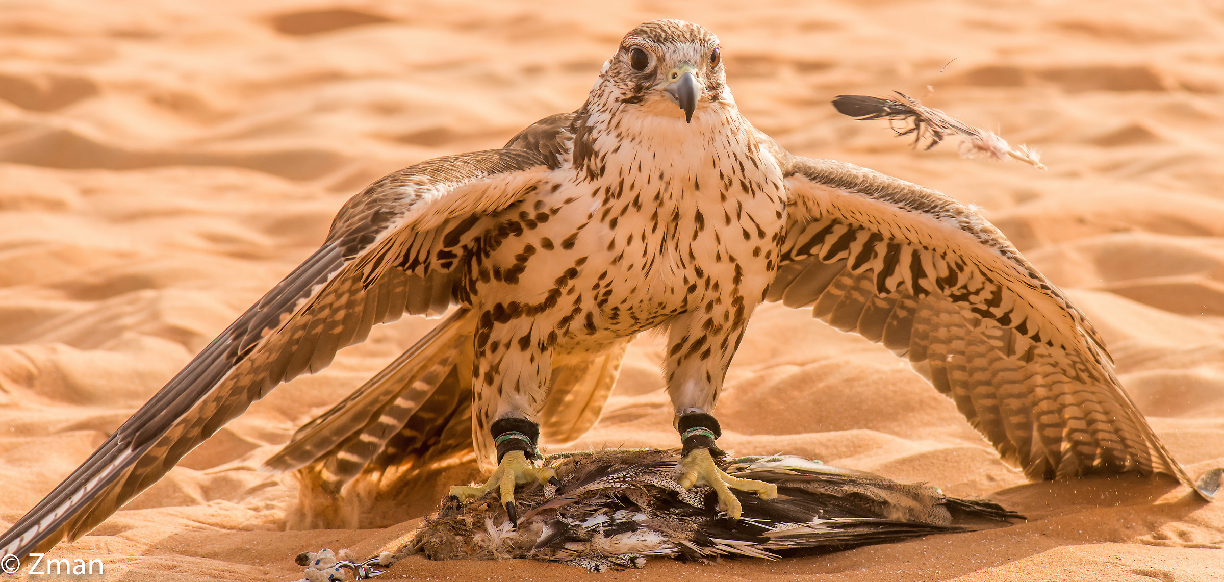 Shaheen with the Dummy Catch