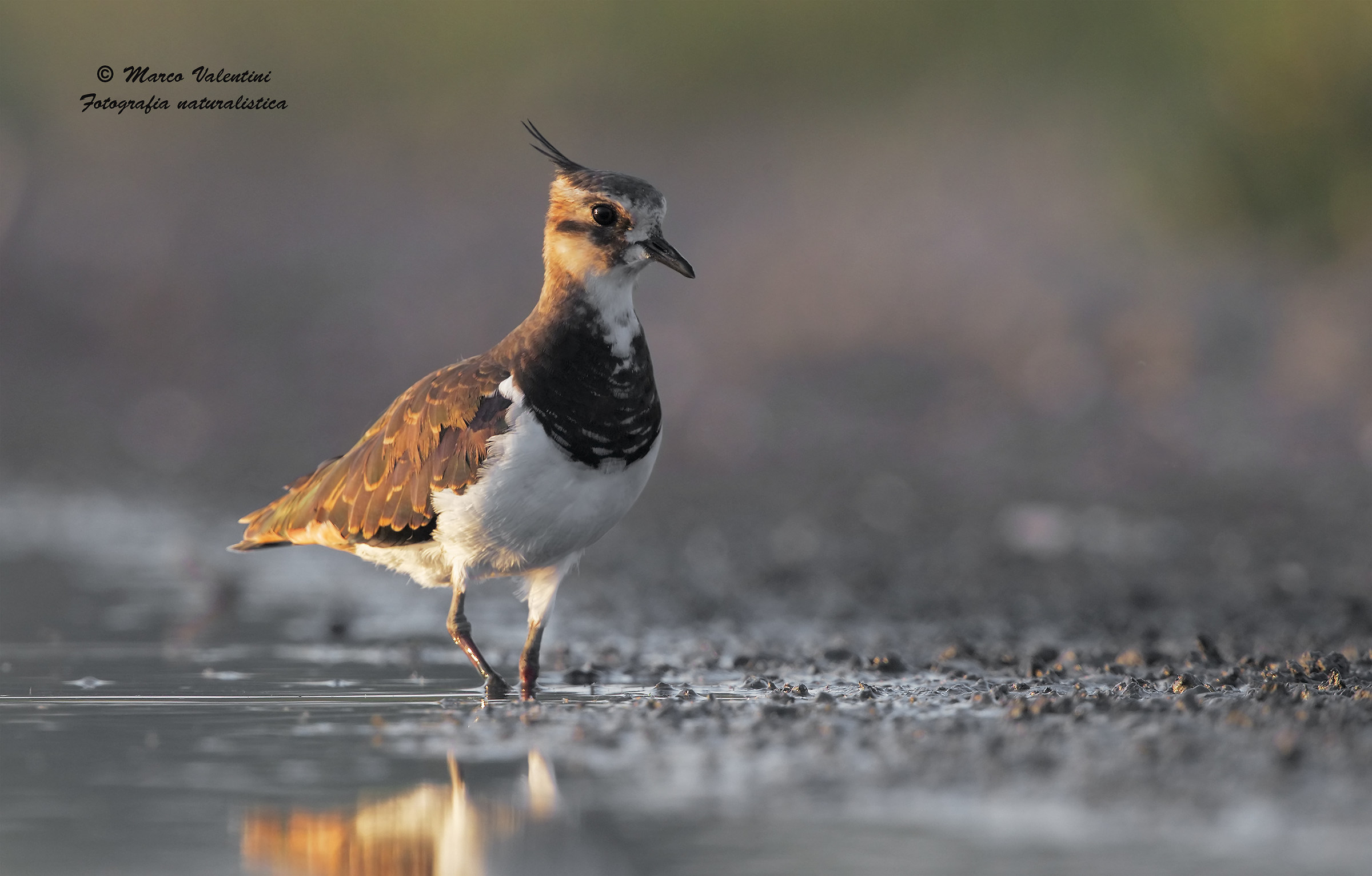 Lapwing