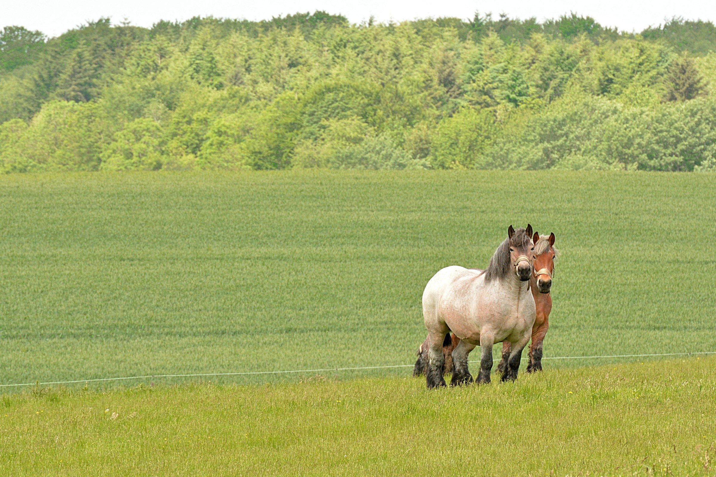 Cavalli sulla piana di Waterloo