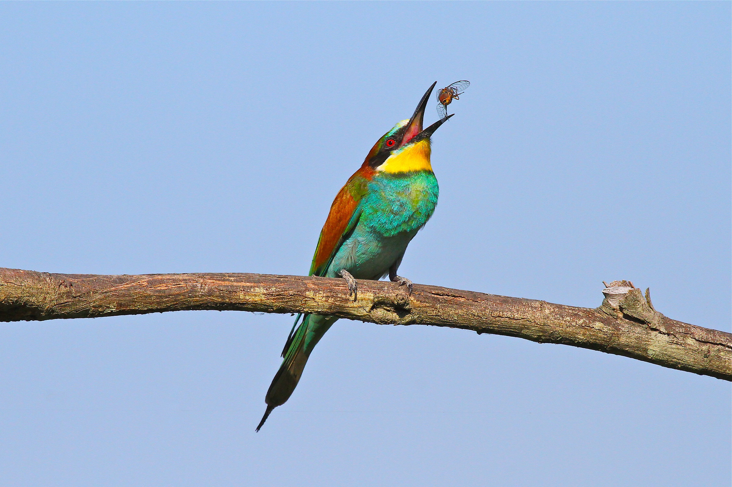The bee-eater and the grasshopper