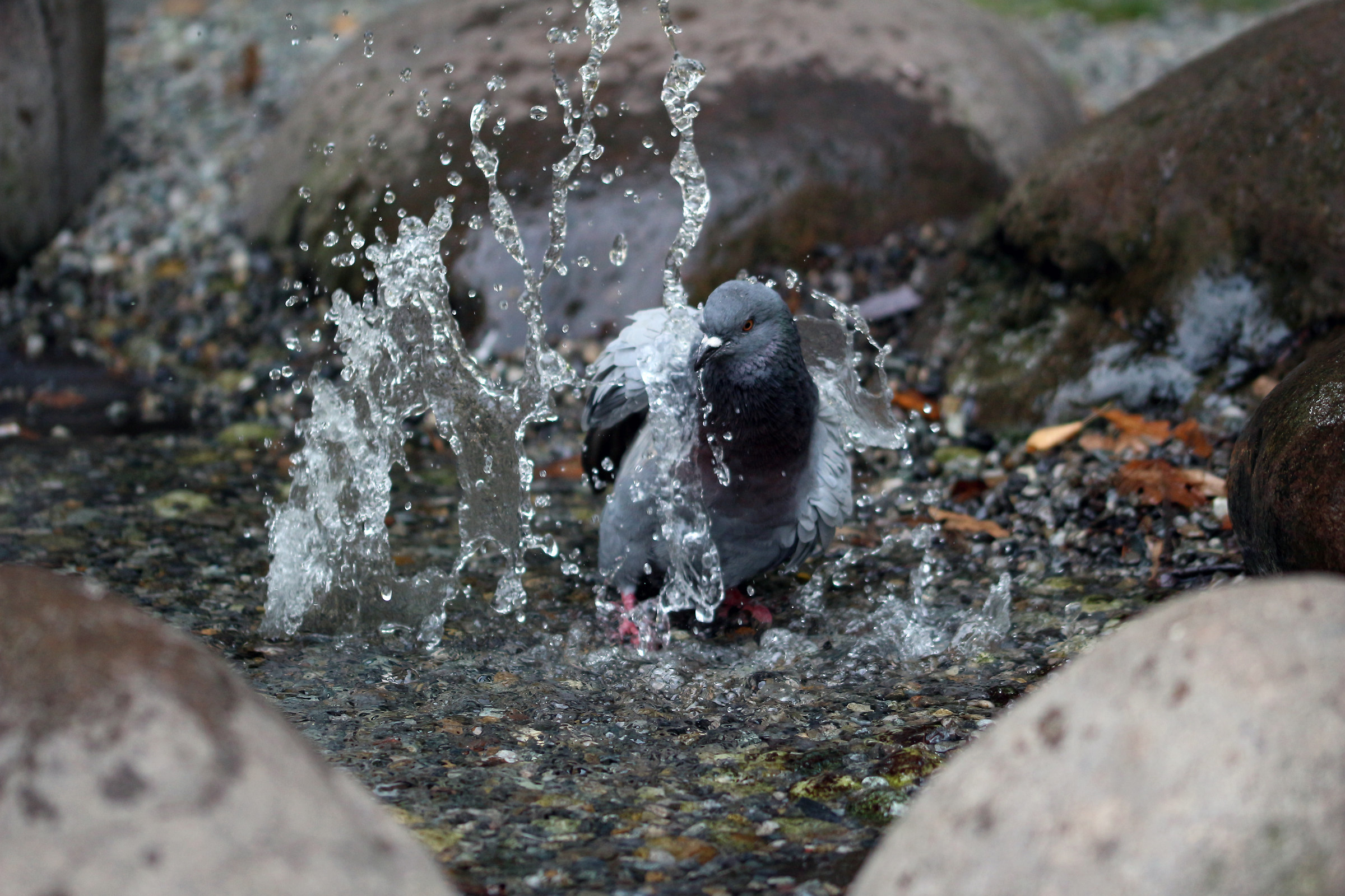 In hot weather it takes a fresh shower