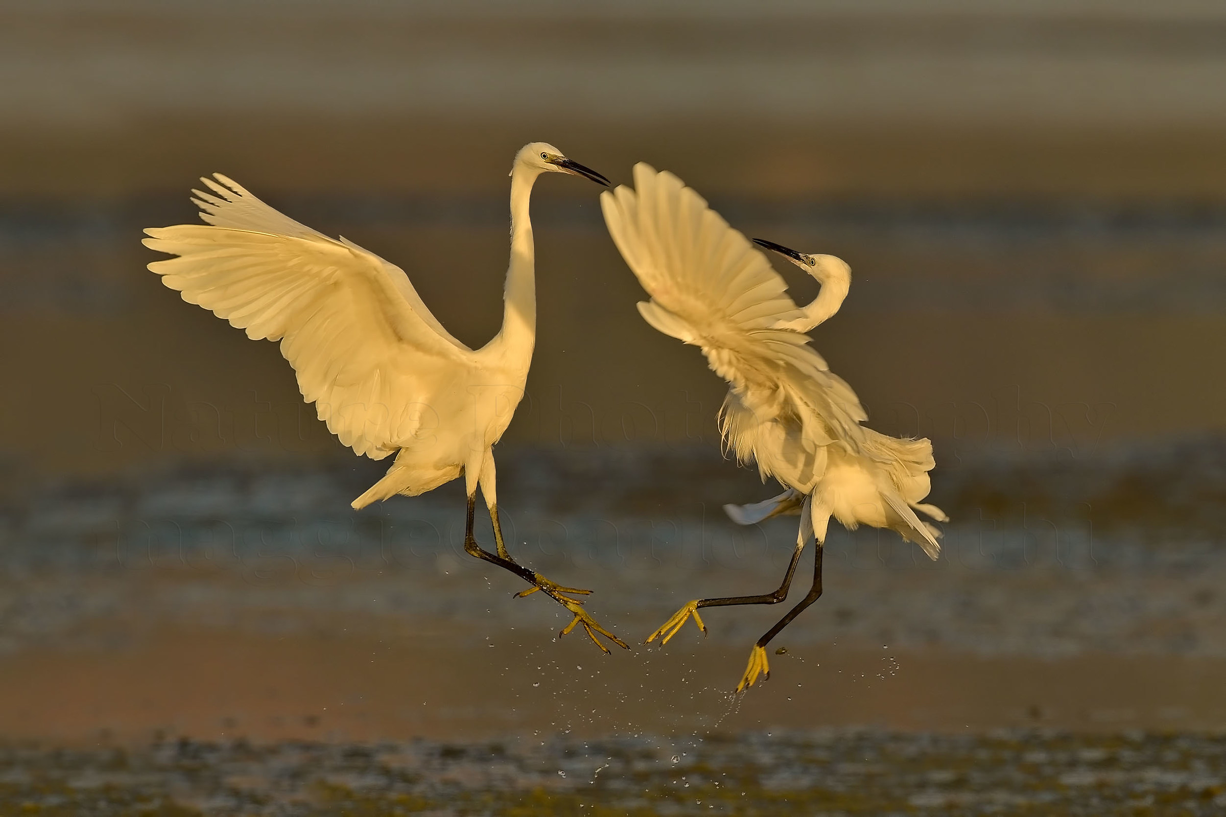 The dance of Egrets