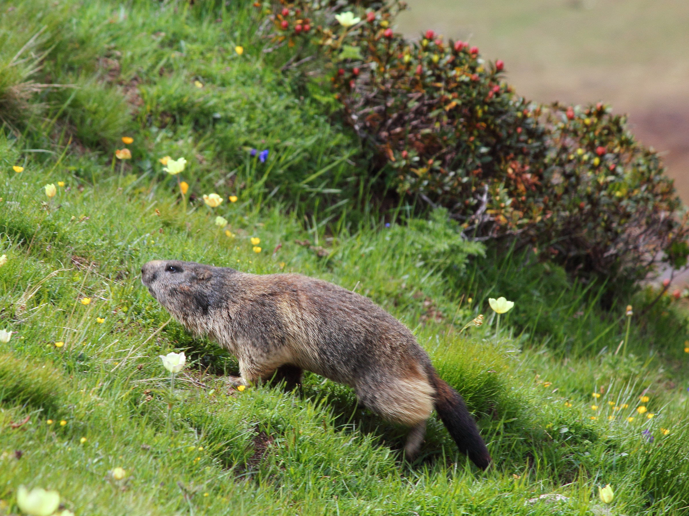 Run marmot