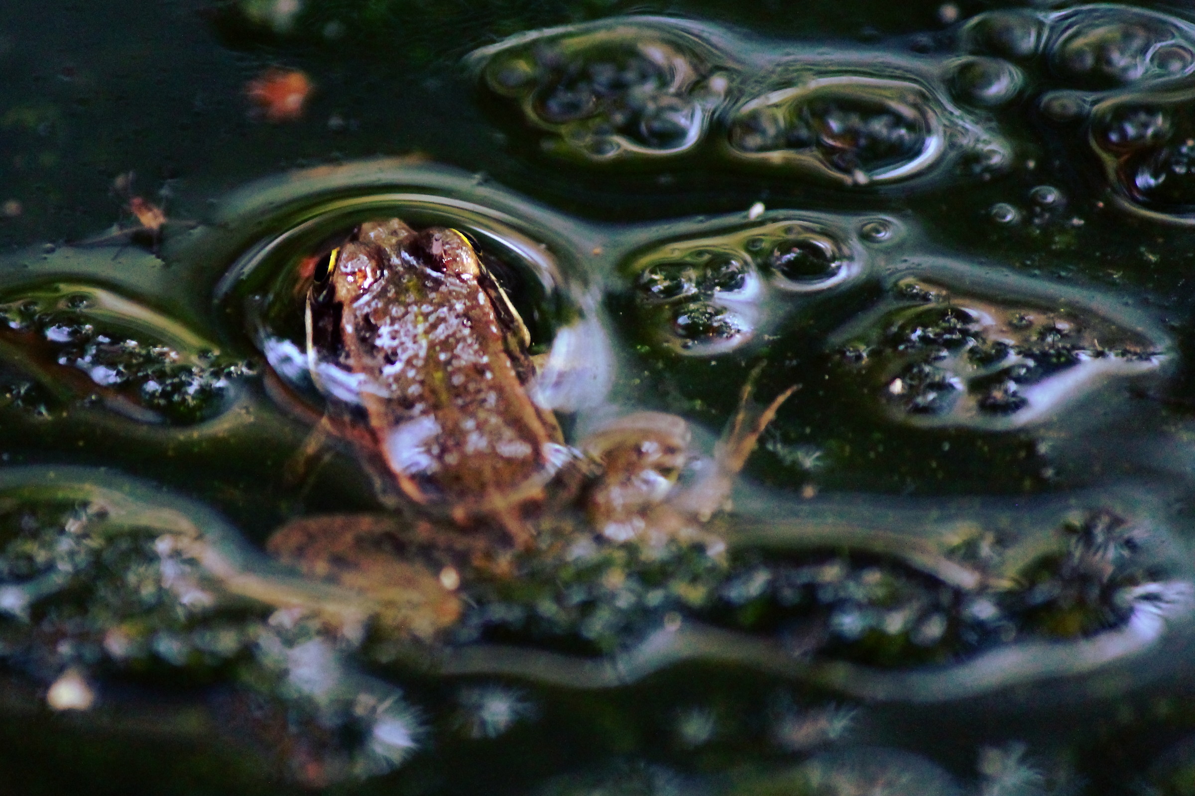 in the cool of the pool