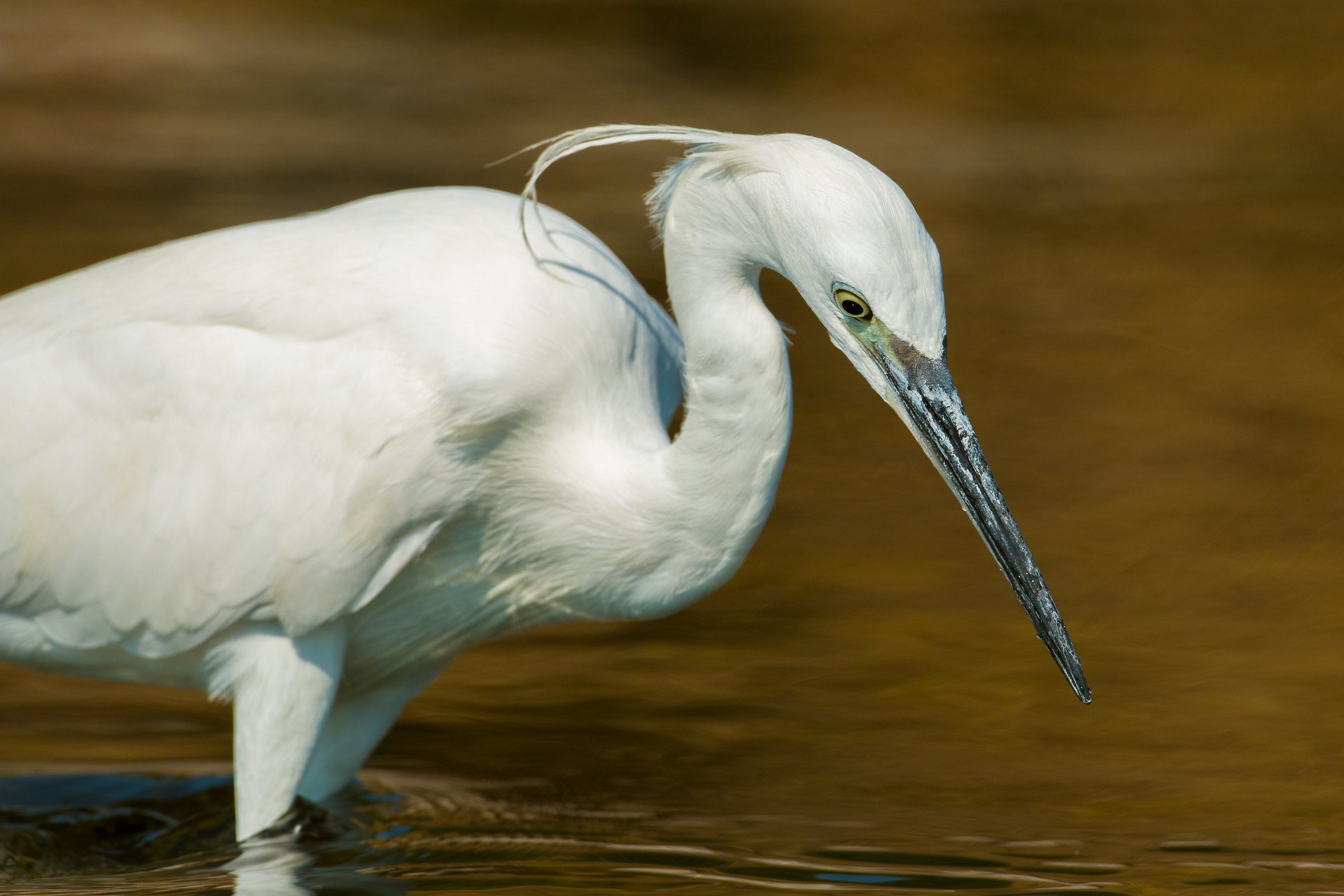 egret