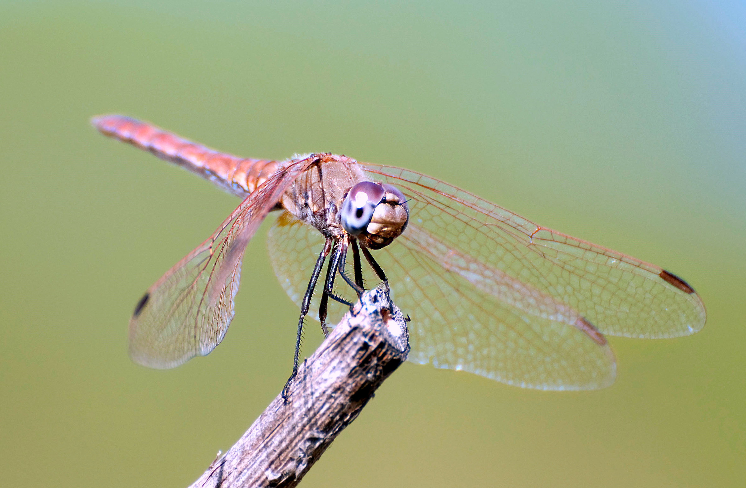 Libellula
