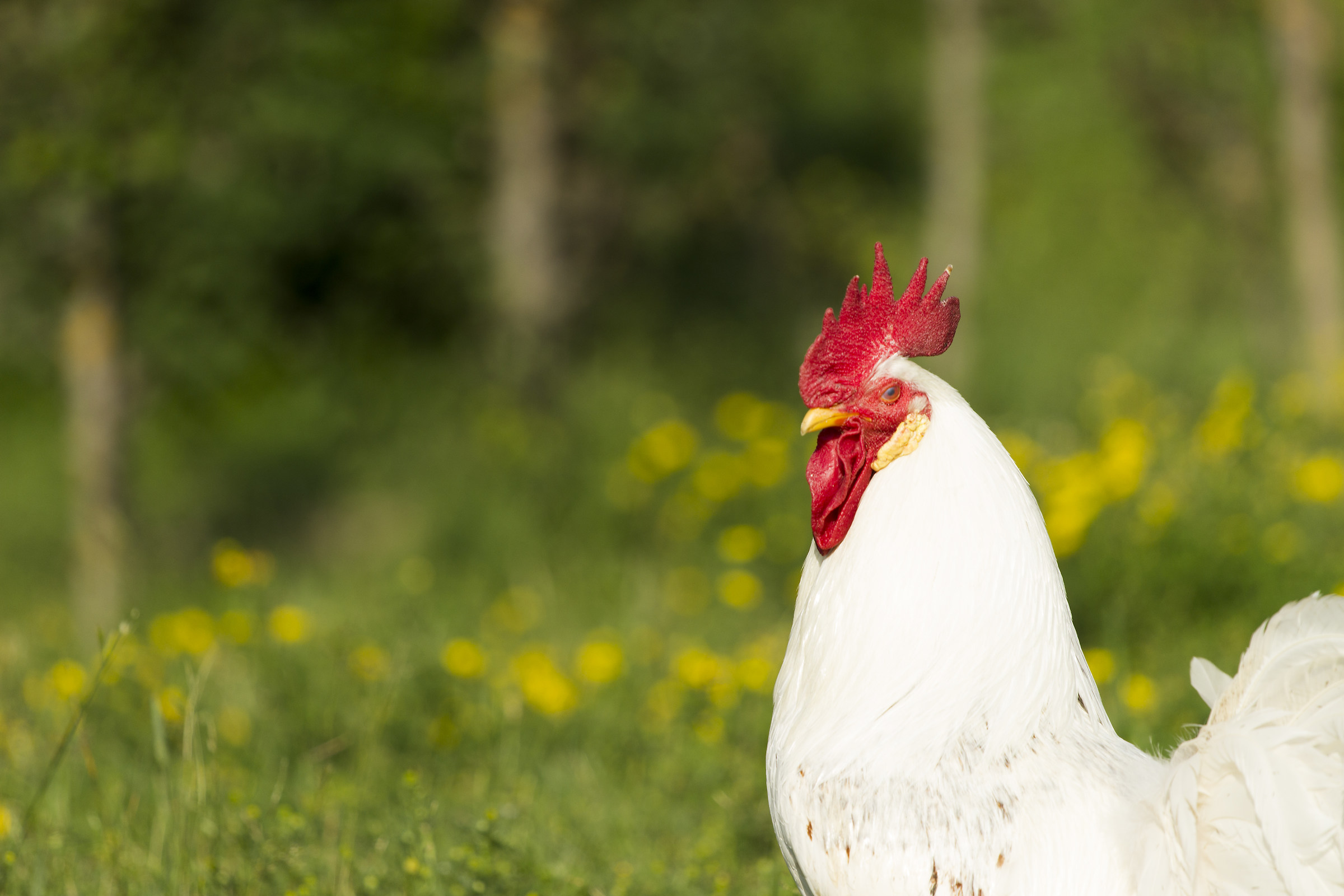 Il gallo del pollaio