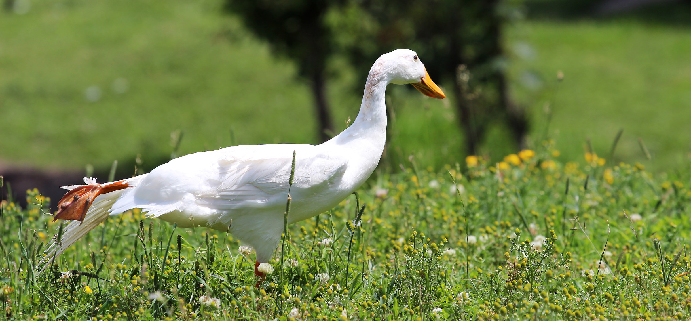 Pronti, partenza, via!