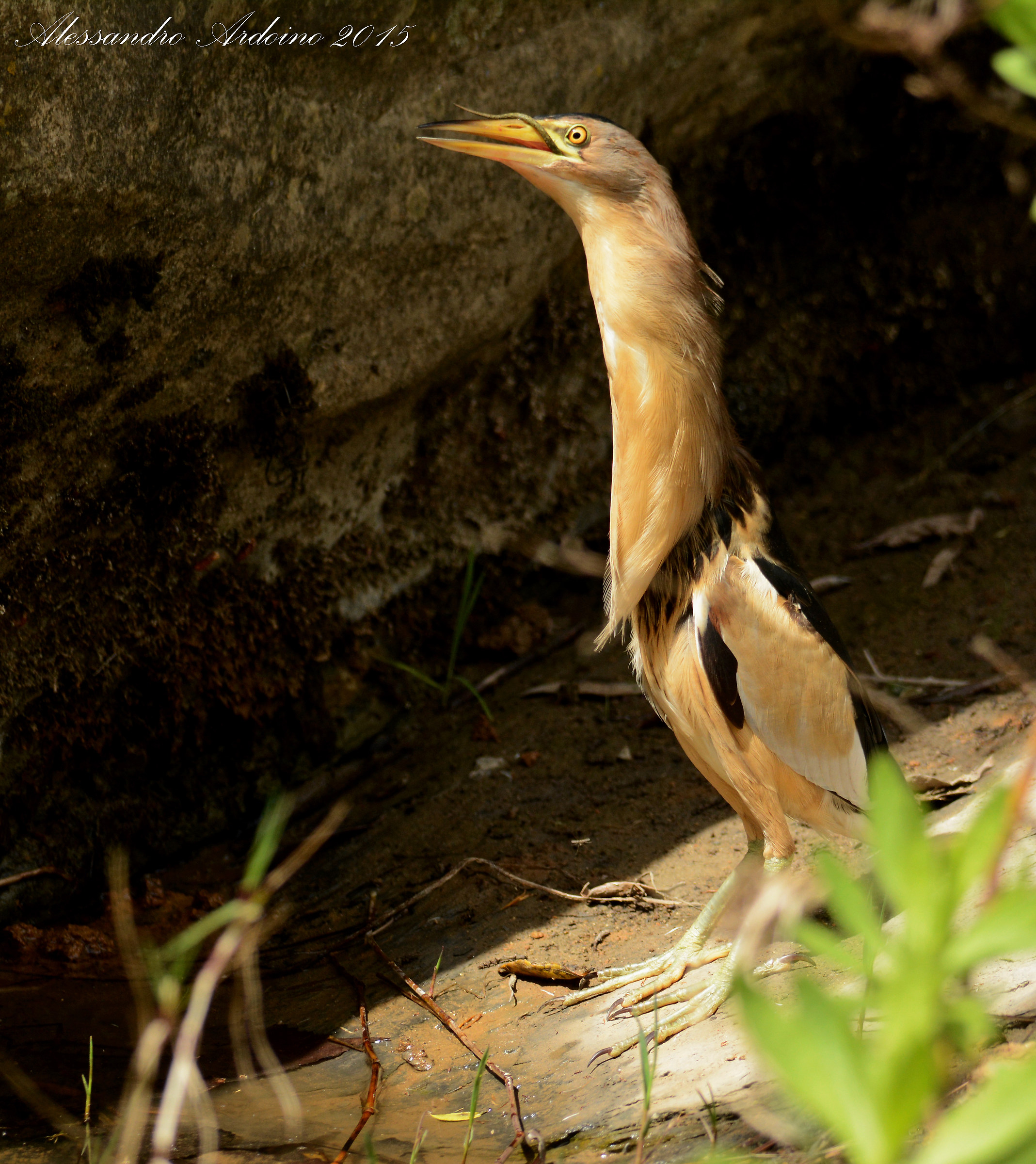 Bittern