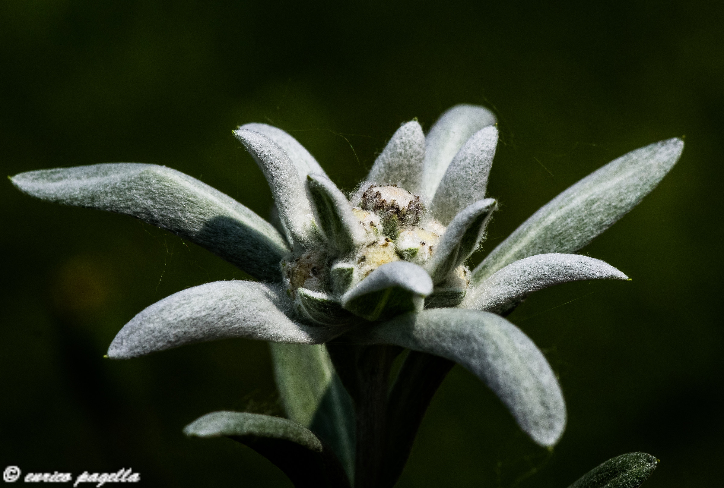 a star among the flowers