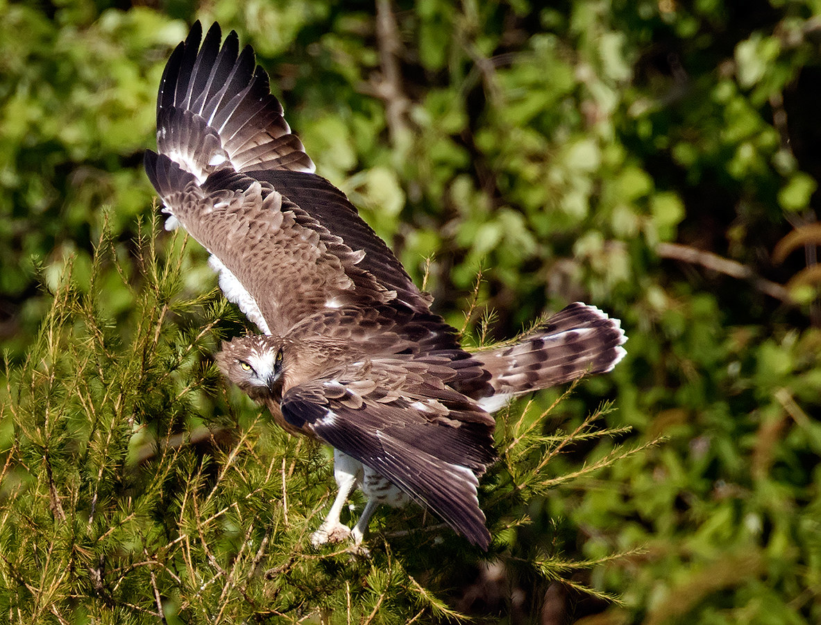 Happy event: Biancone Juv2015