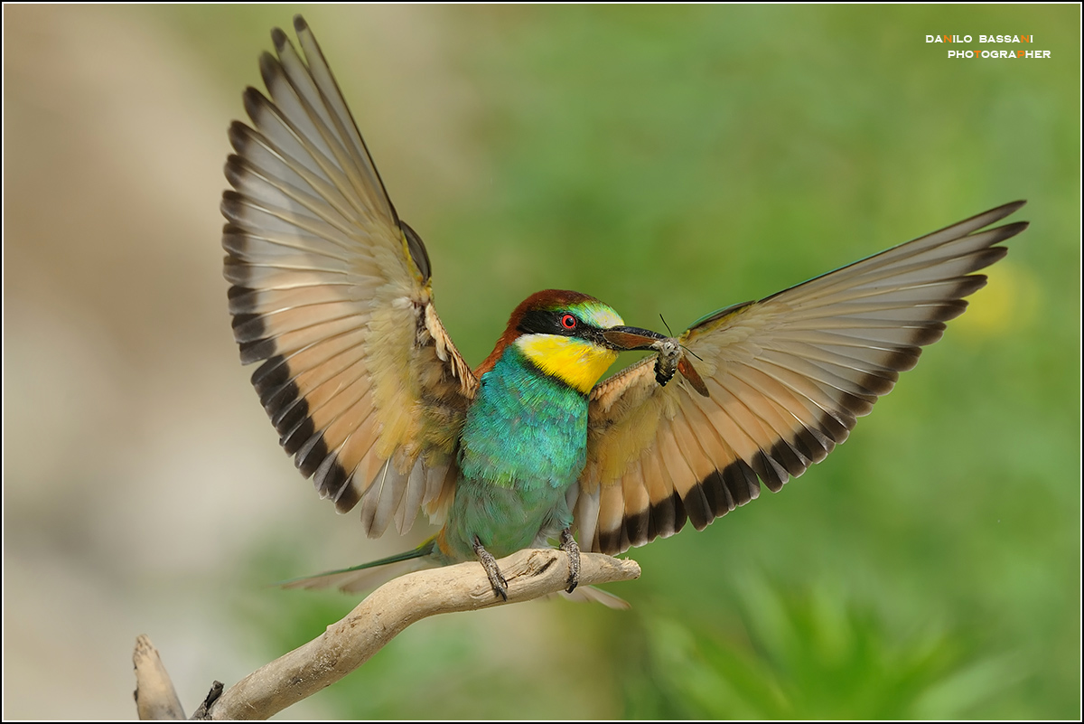 Bee-eater with Macroglossum stellatarum